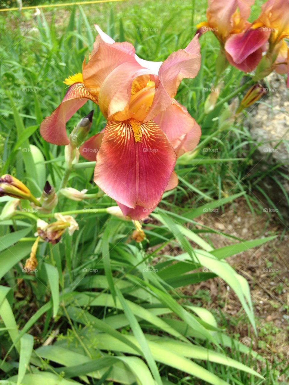 Iris 