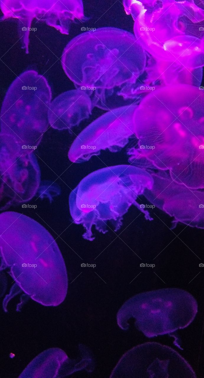 Aquarium of the Pacific Jelly Jelly Jellyfish 