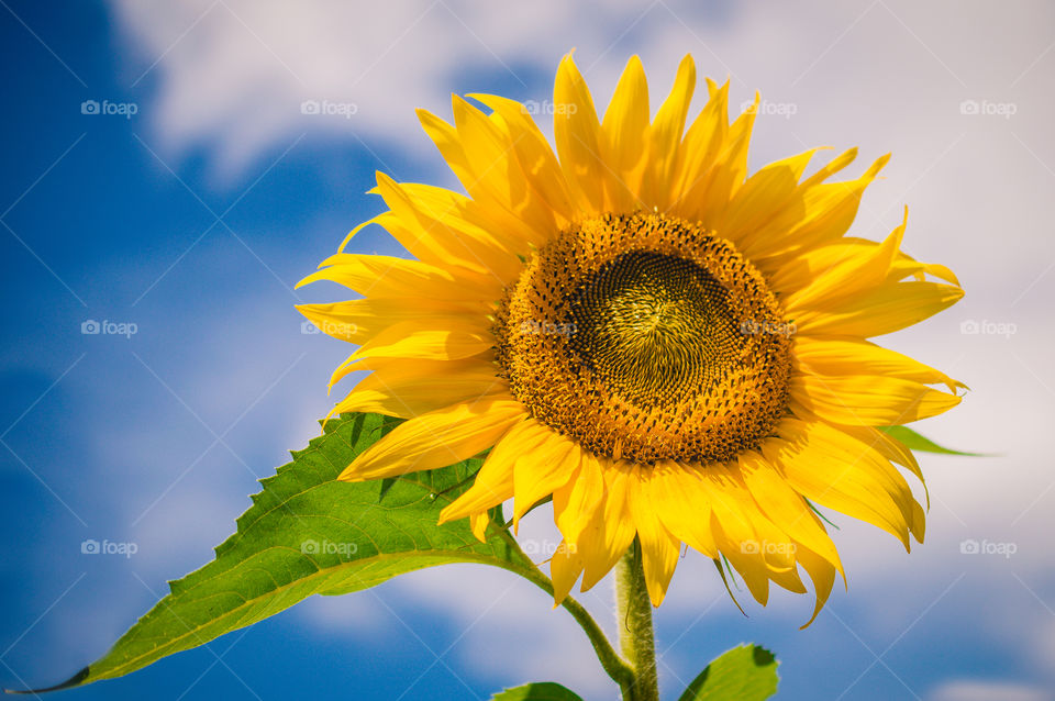 Summer Sunflower