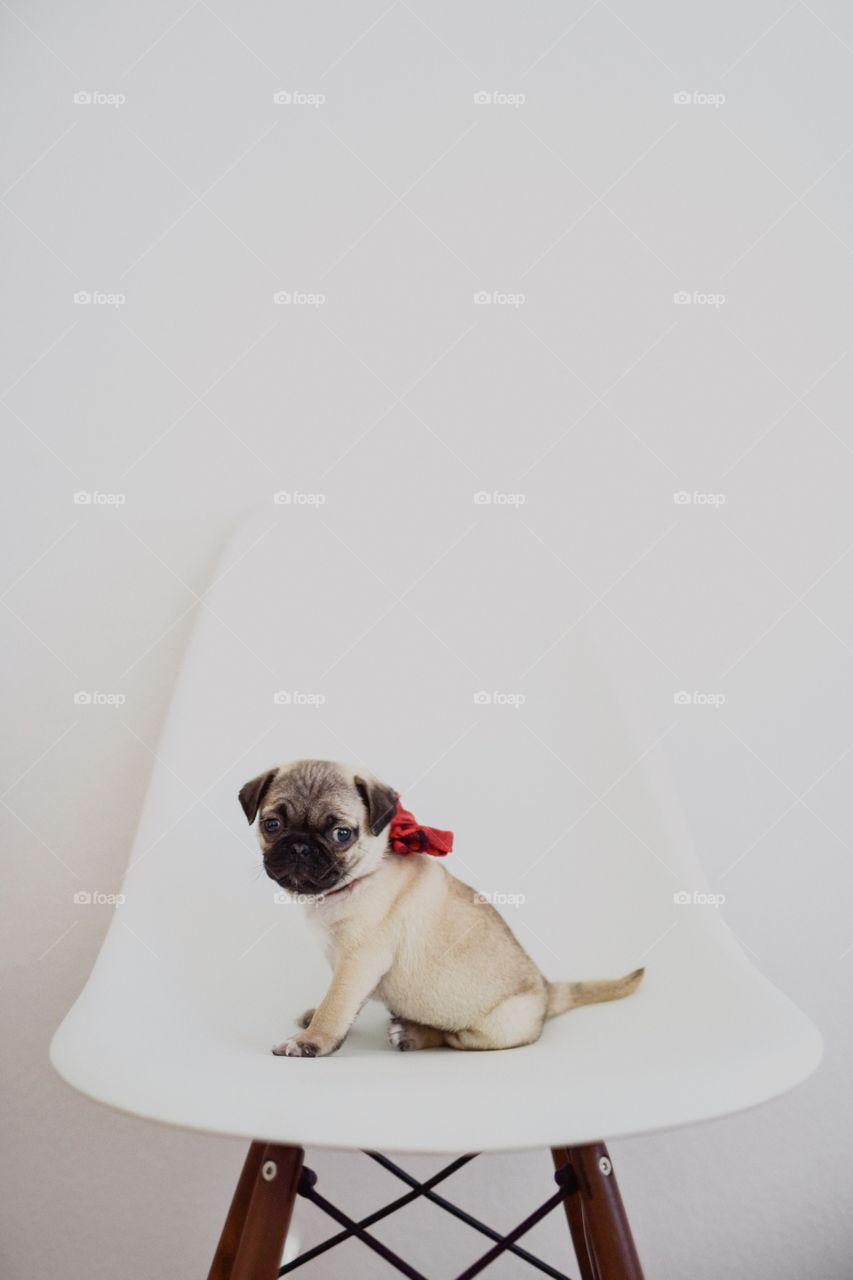 Side view of pug sitting on table