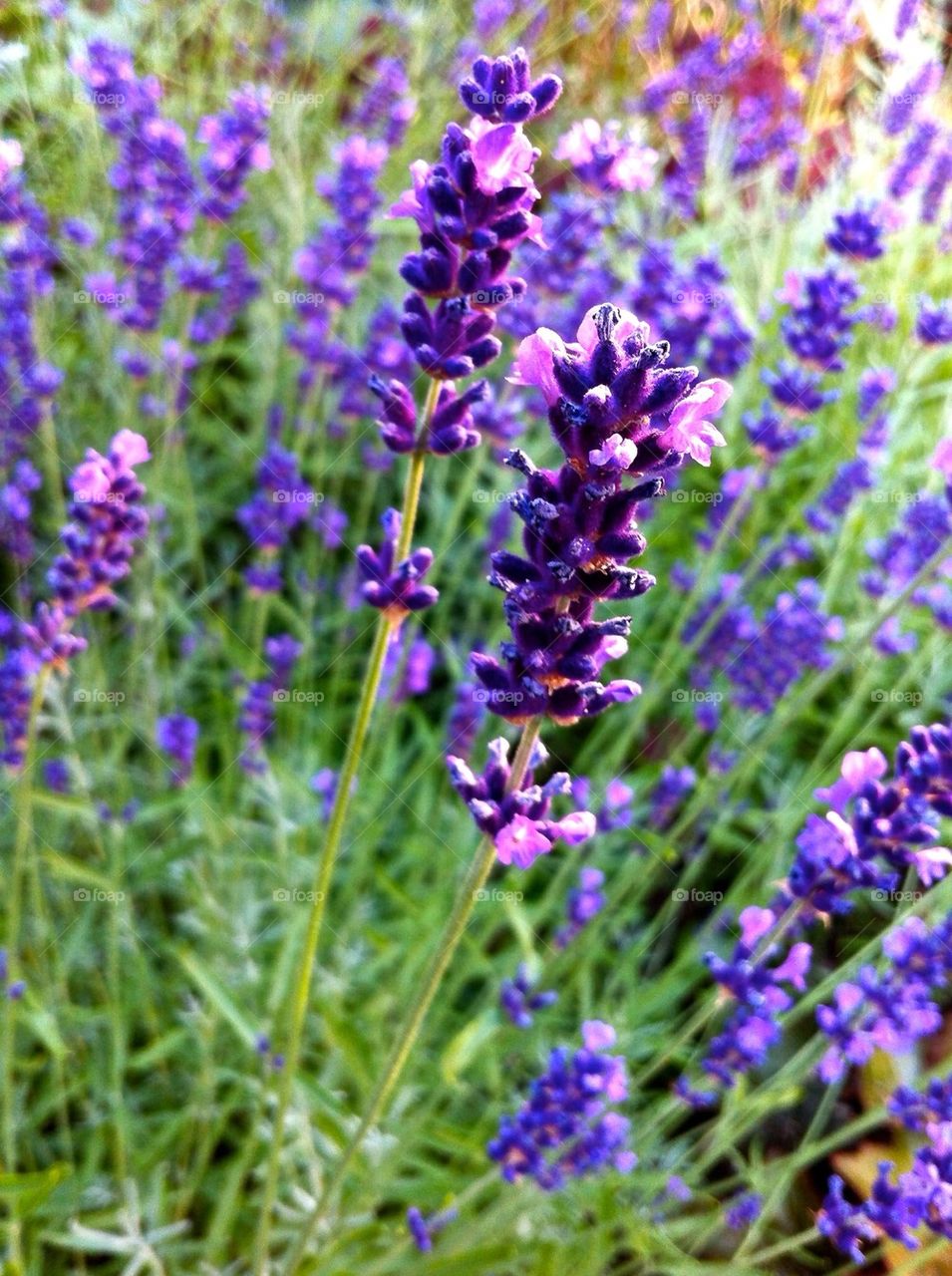 Blue lavender plants in flower bed.