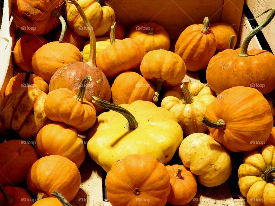 pumpkins