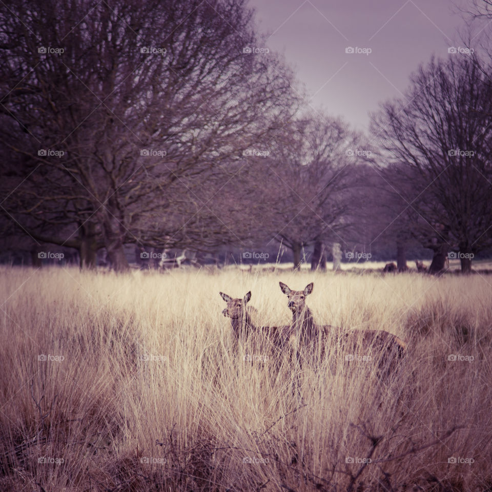 A beautiful deer in the park. Richmond park in London. Sweet animal portrait.