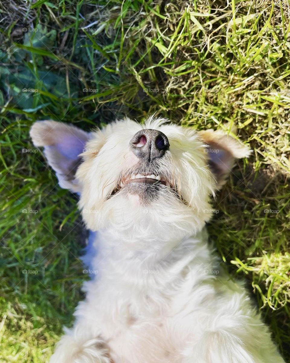 Dog sleeping on Gras