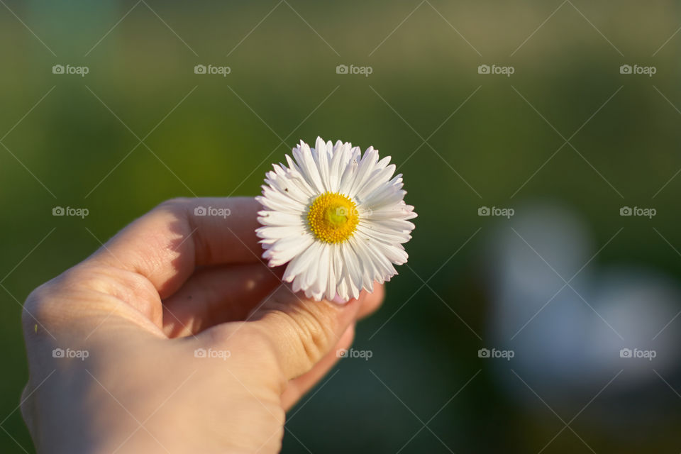 round daisy