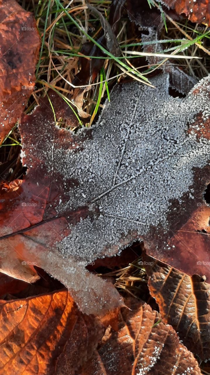 garden in winter - frost on shady parts of sunlit fallan leaves