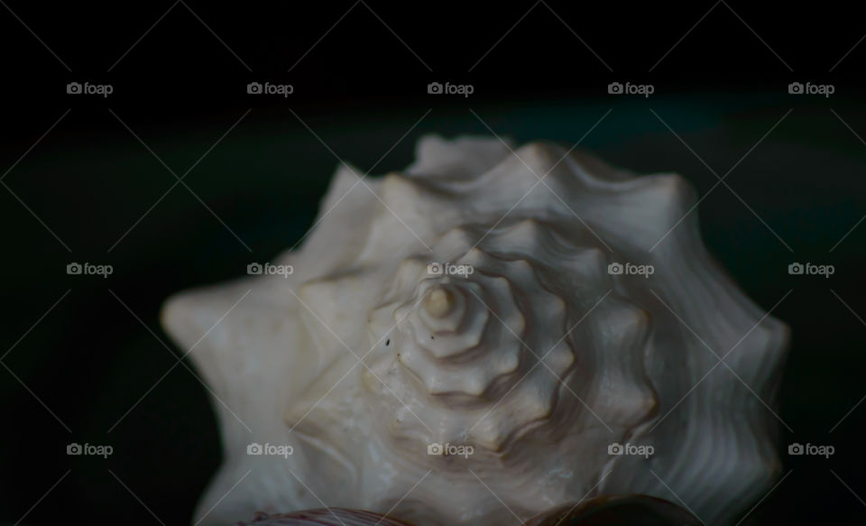 White conch seashell ocean conceptual photography symbolic spiritualism 