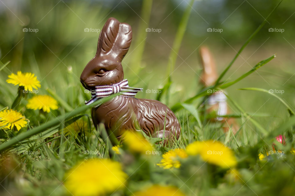 A portrait of a chocolate easter bunny, put in the garden grass for the kids to find and search for.