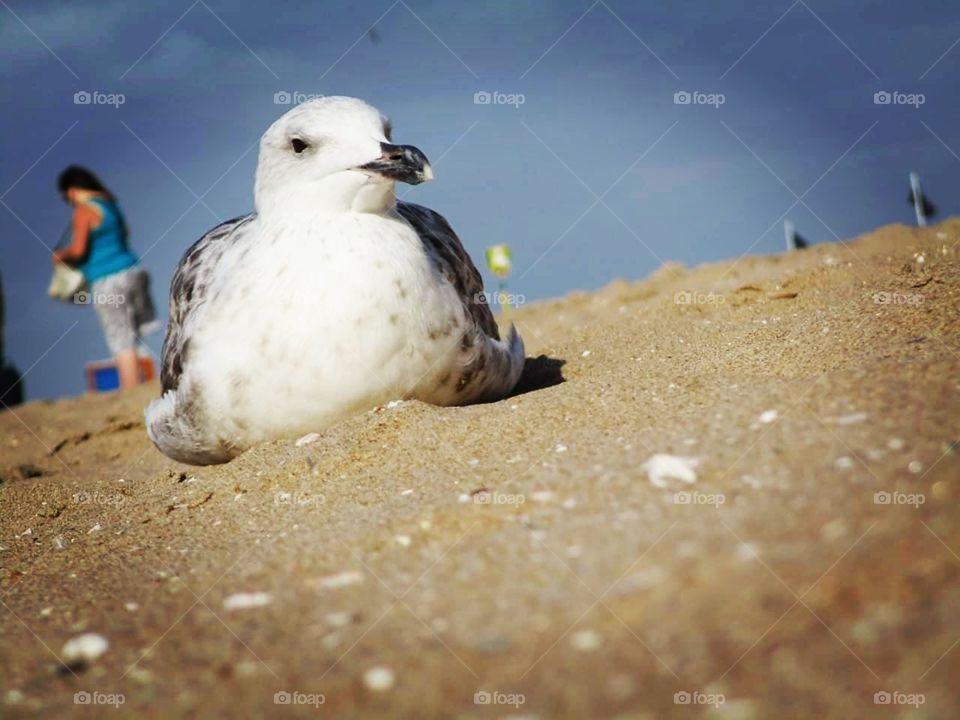 the seagull on the beach