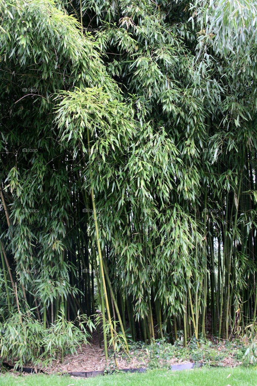 big bamboo