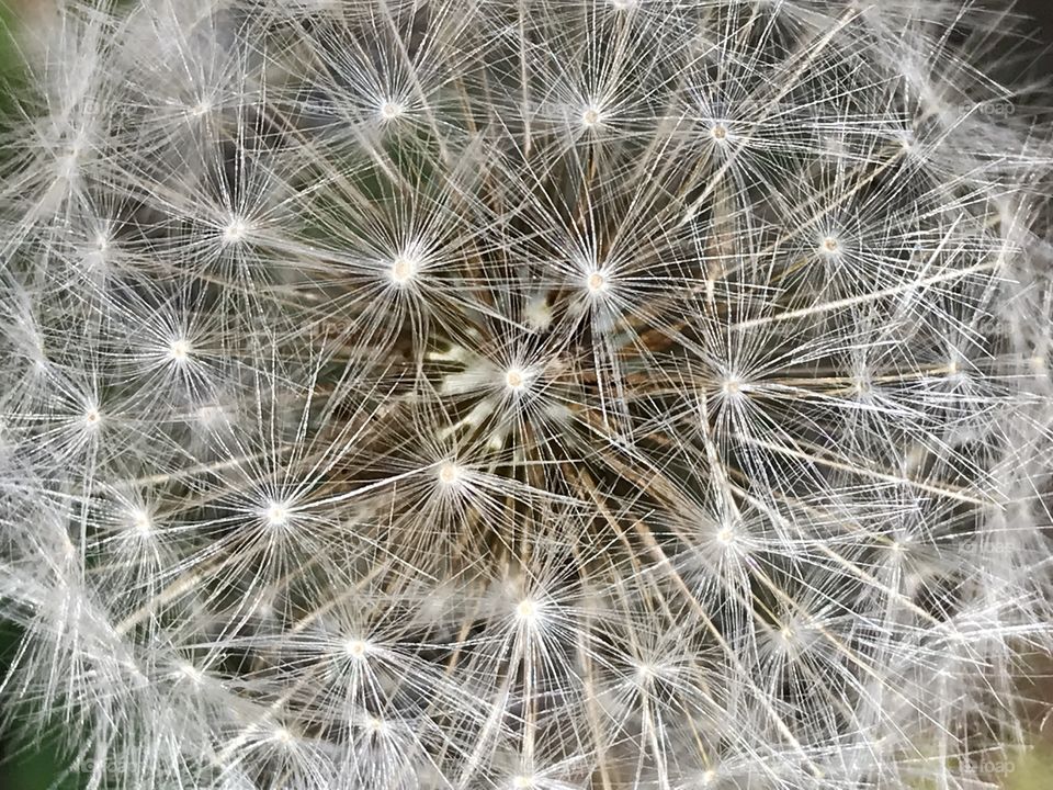 Dandelion flower