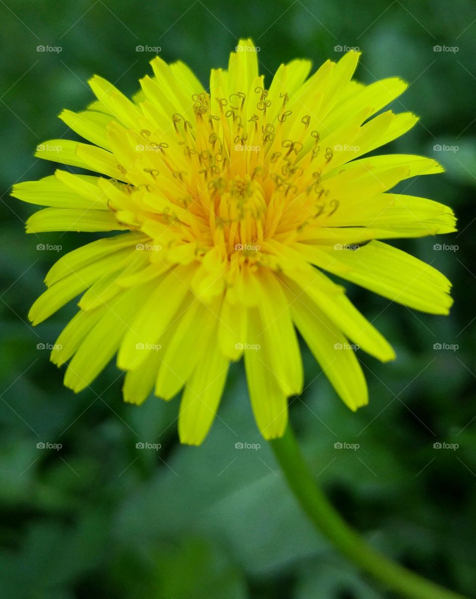 dandelion