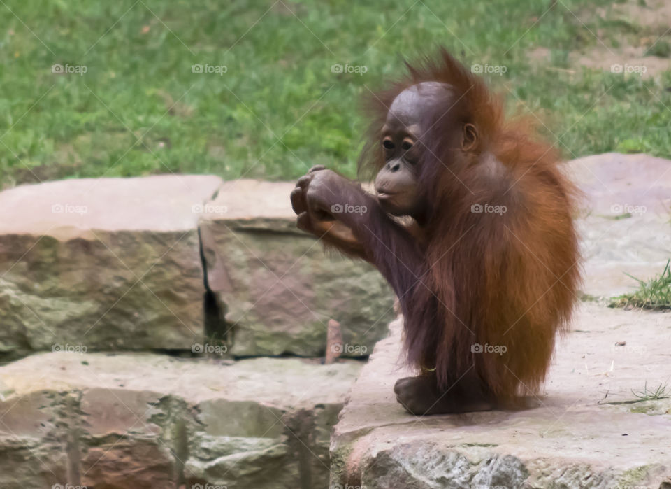 Orangutan baby