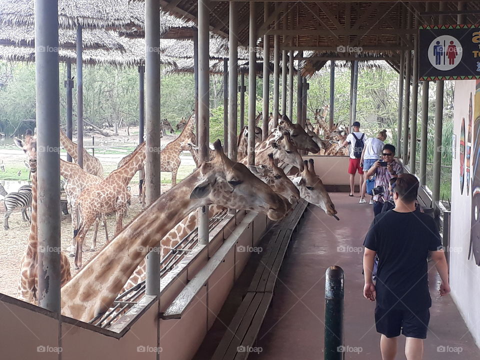 Wow so many giraffe. and you can feed them too. this Zoo is in Thailand