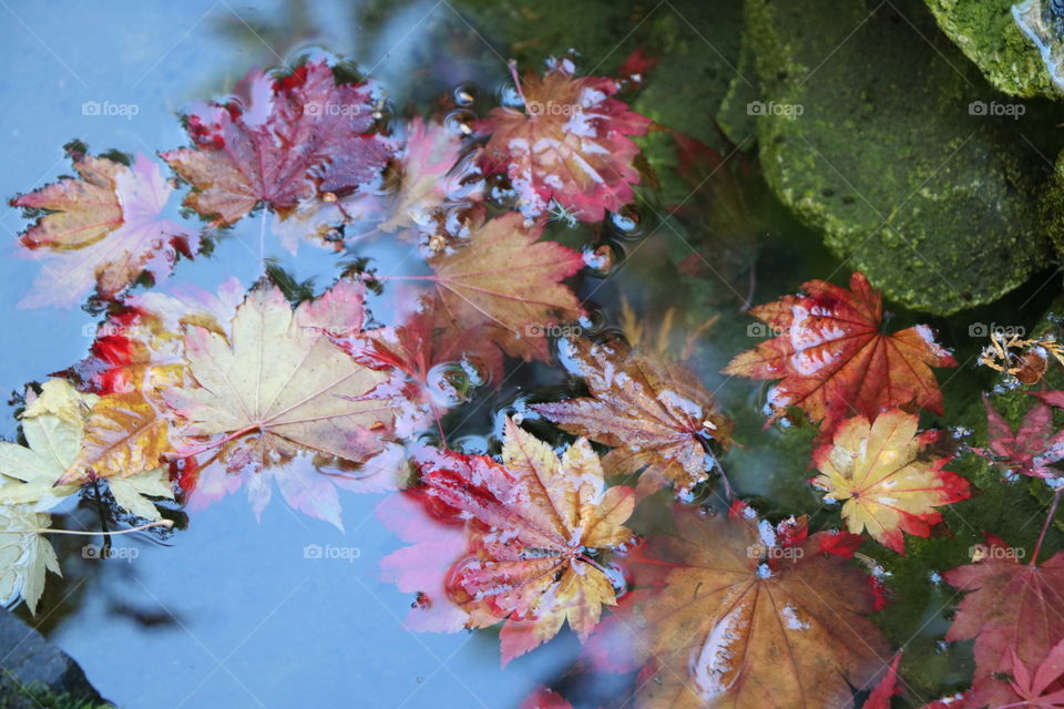 Fallen leaves in the pond , fall is nearing 
