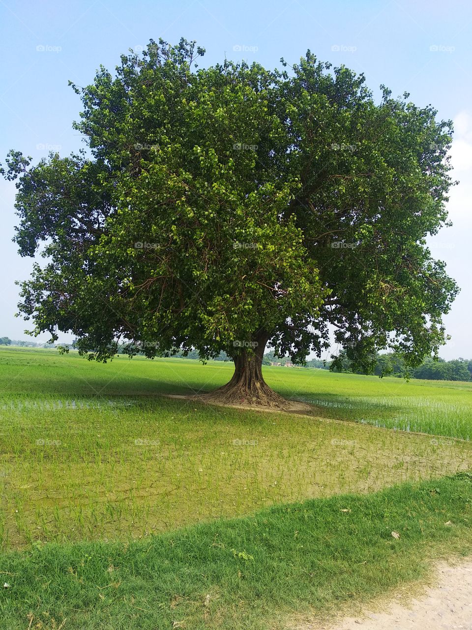 holy evergreen bodhi tree in indian village.