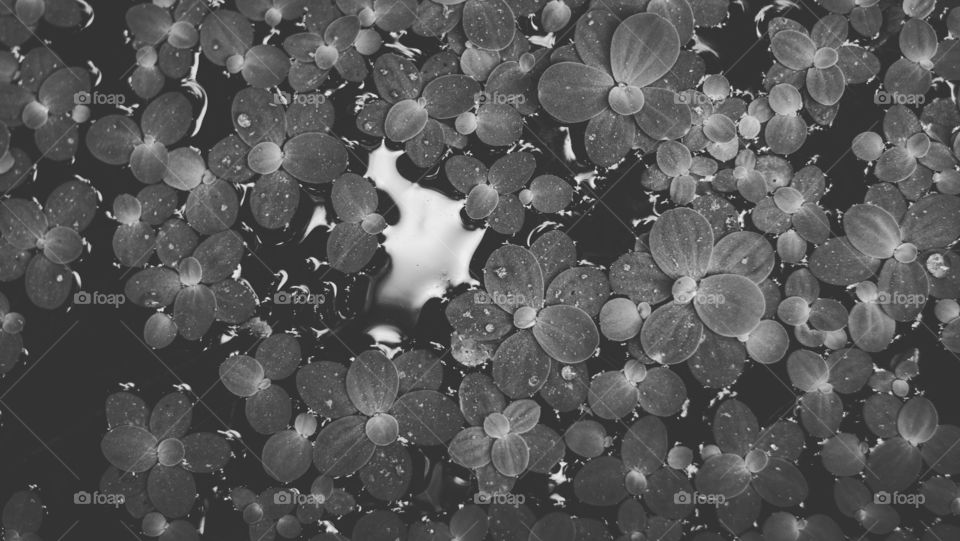 waterflower monochrome