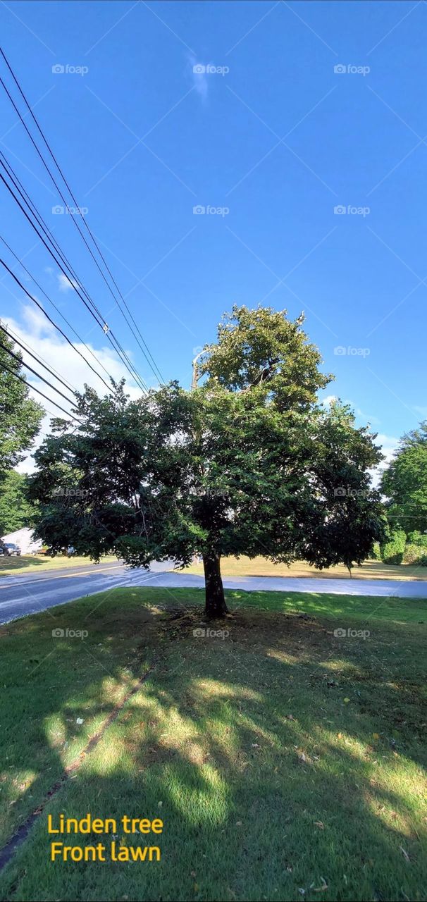 Linden Tree next to driveway. Every year the Linden tree blooms with a sweet scent. This happens during July 4th week. Beautiful view of large tree seen thru wide view lense.