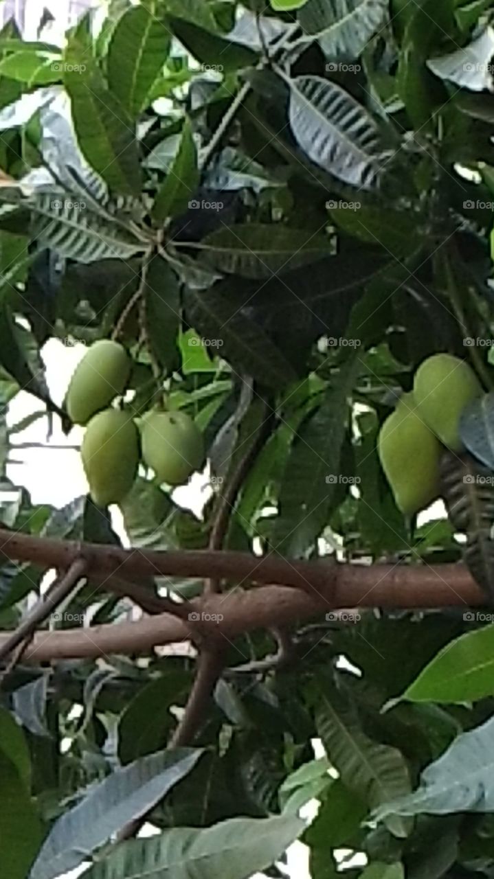mangos . mangos at my house
