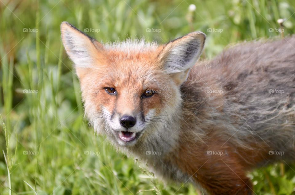 A happy little fox 