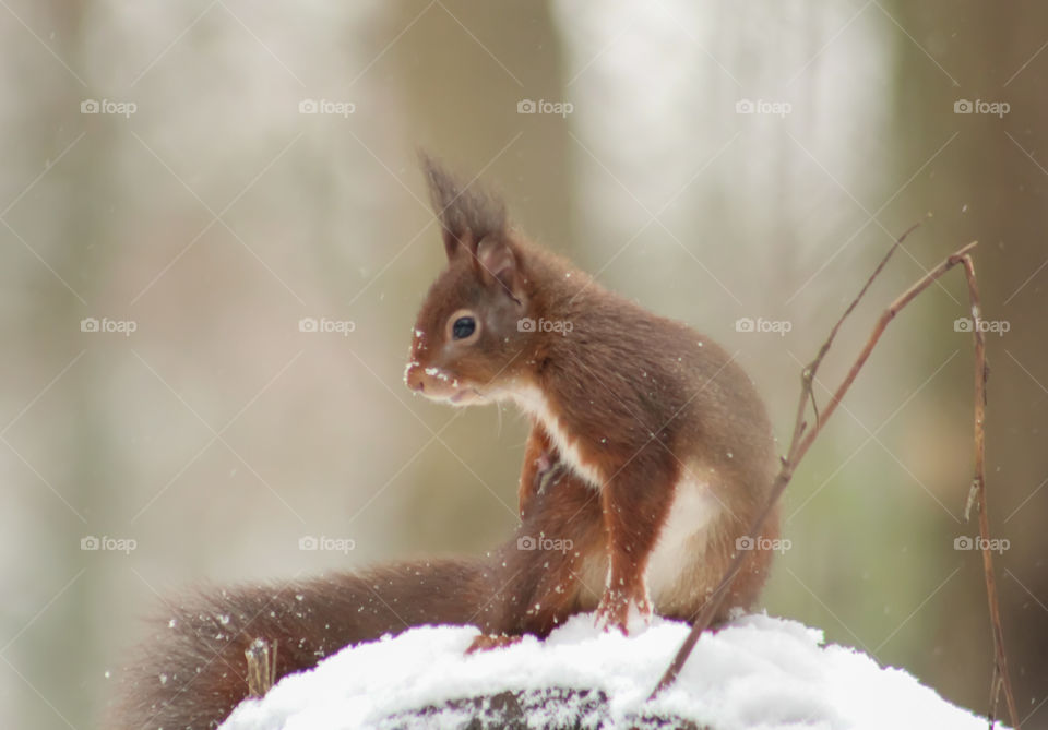 Squirrel in snow