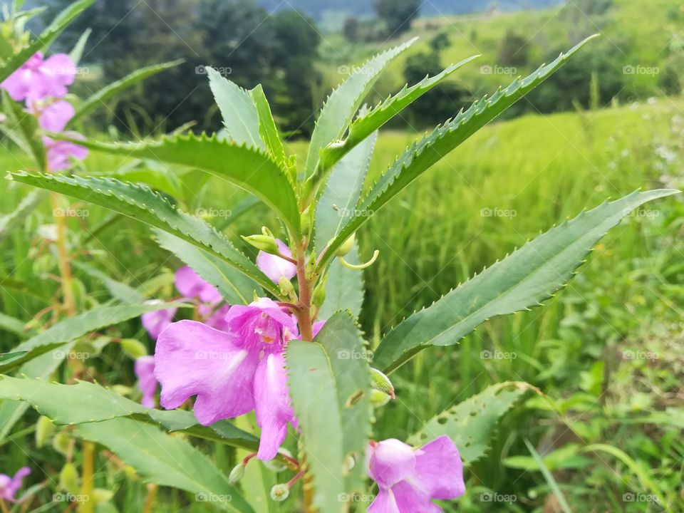 balsam with paddy field