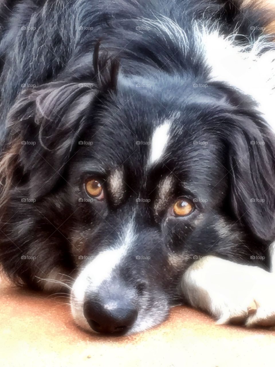 Border collie lying down; face shot closeup brown eyes staring 