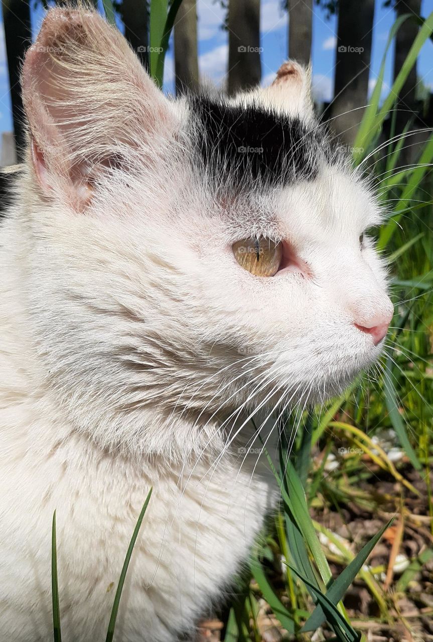 Portrait of an angry village cat