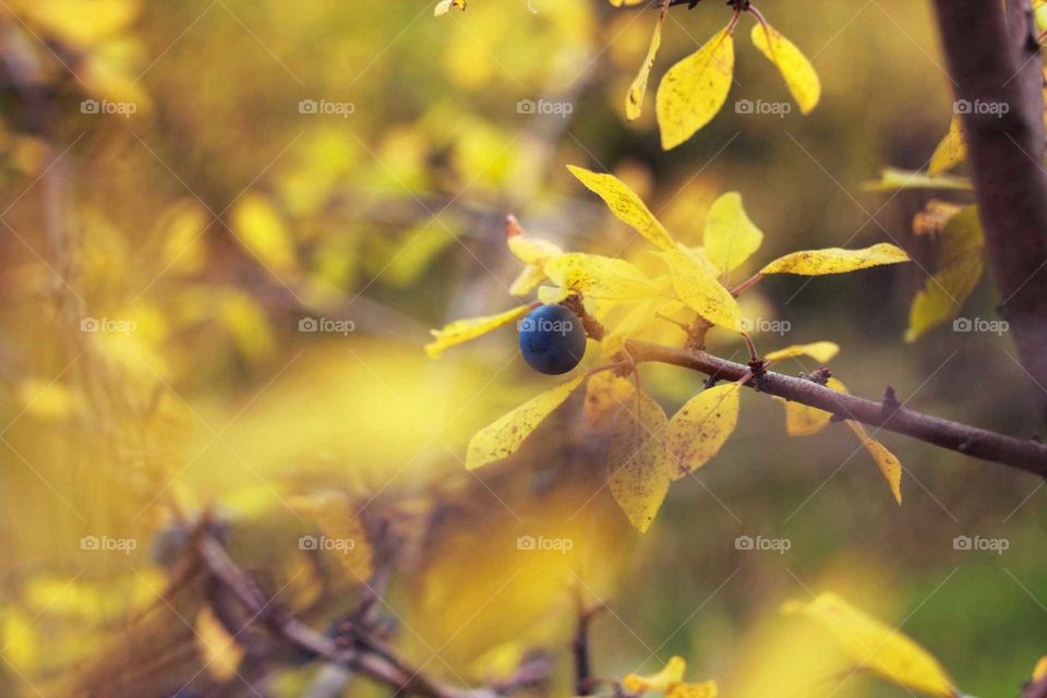 Leaf, Nature, Tree, Branch, Fall