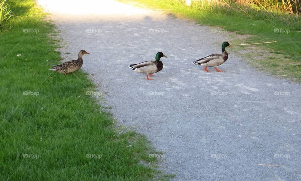 Duck crossing