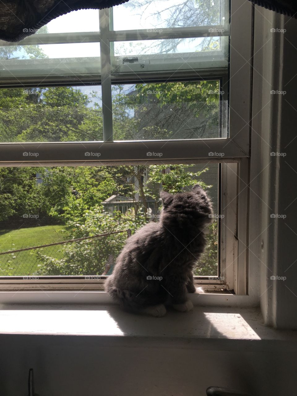Window, Cat, Mammal, Indoors, Portrait