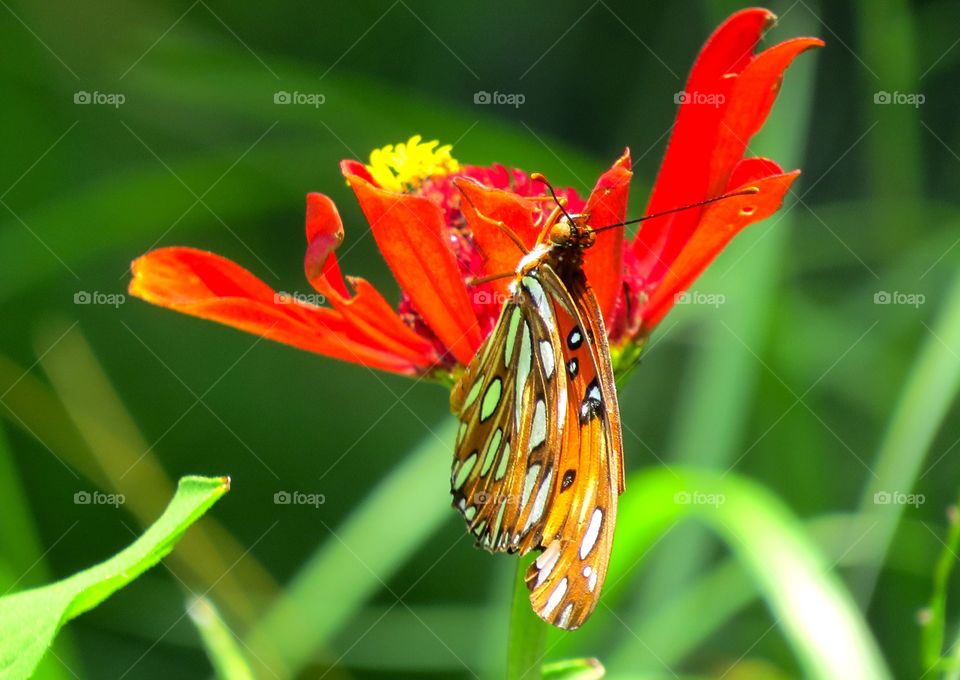 Beautiful butterfly on a colorful flower