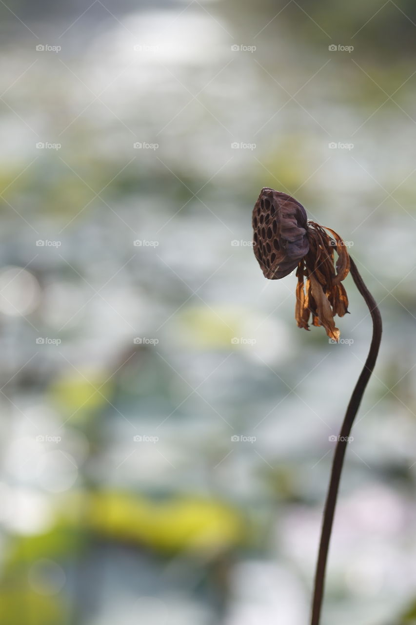close-up of isolated single dead dry lotus bud on a blurry background