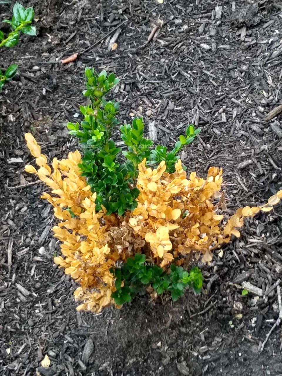 A small beautifully colored gold and brown bush who has a winter side hanging on into May, while the other half of it has caught up to the Spring Season.