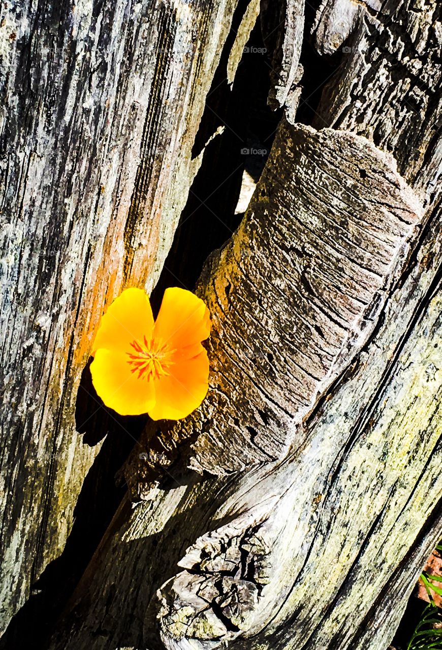 Sunshine Finds a Way