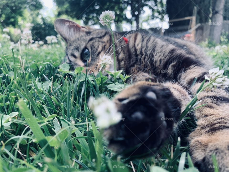 Cat photography in ny backyard taken with an iphone xr. My cat is very photogenic and loves to be the center of attention. 