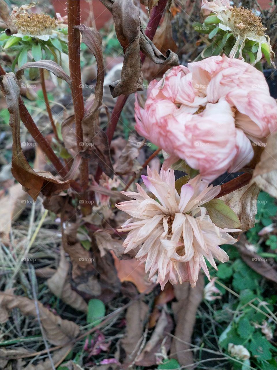 The flowers have faded.