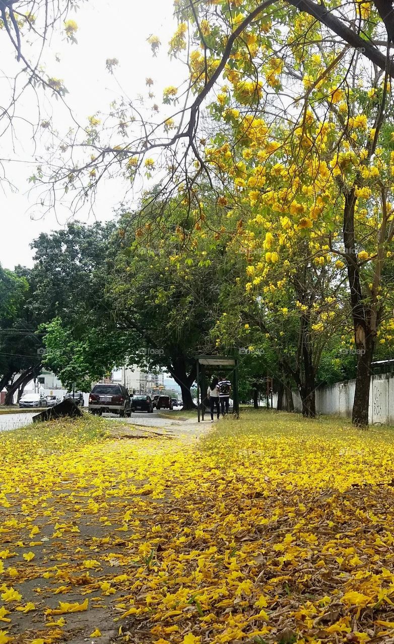 walking down the avenue and watching the leaves and flowers fall from the trees