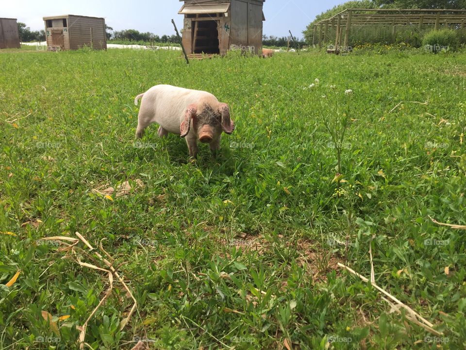 A piglet on the farm 