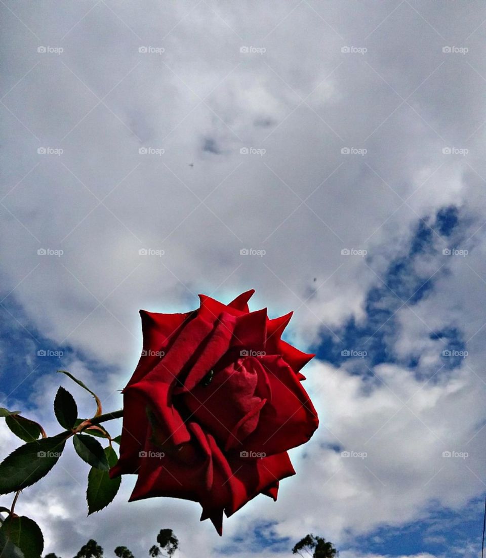 A Rosa Vermelha das histórias encantadas.