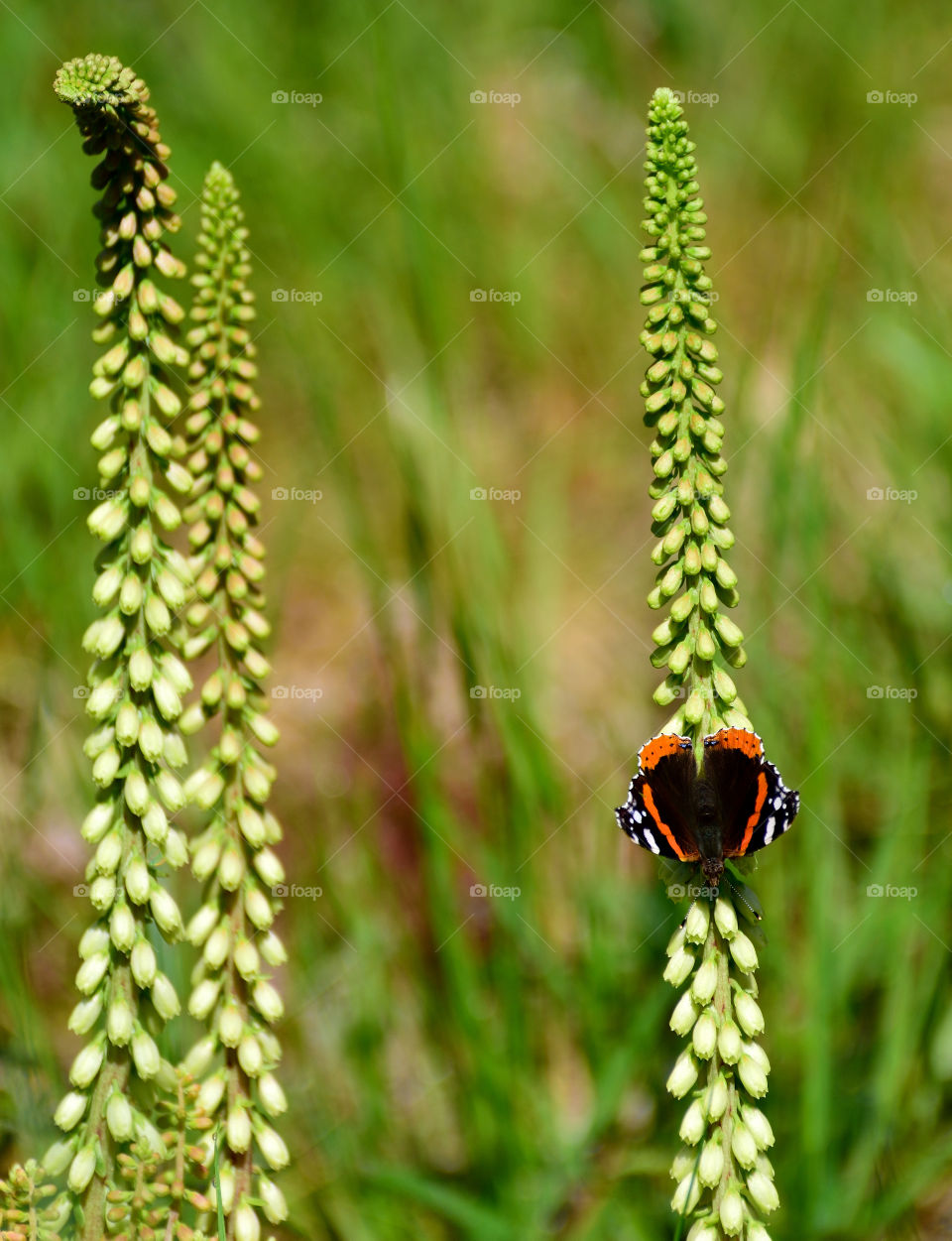 Butterfly on plant