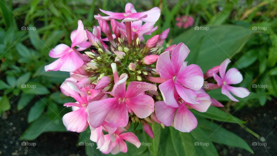 The garden phlox is a flowering plant that is native to the United States. The name, phlox, comes from the Latin for "flame," reflecting its bright colors.