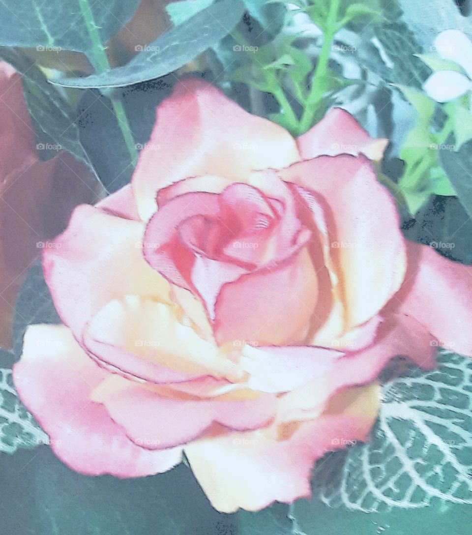 magic of rose flower