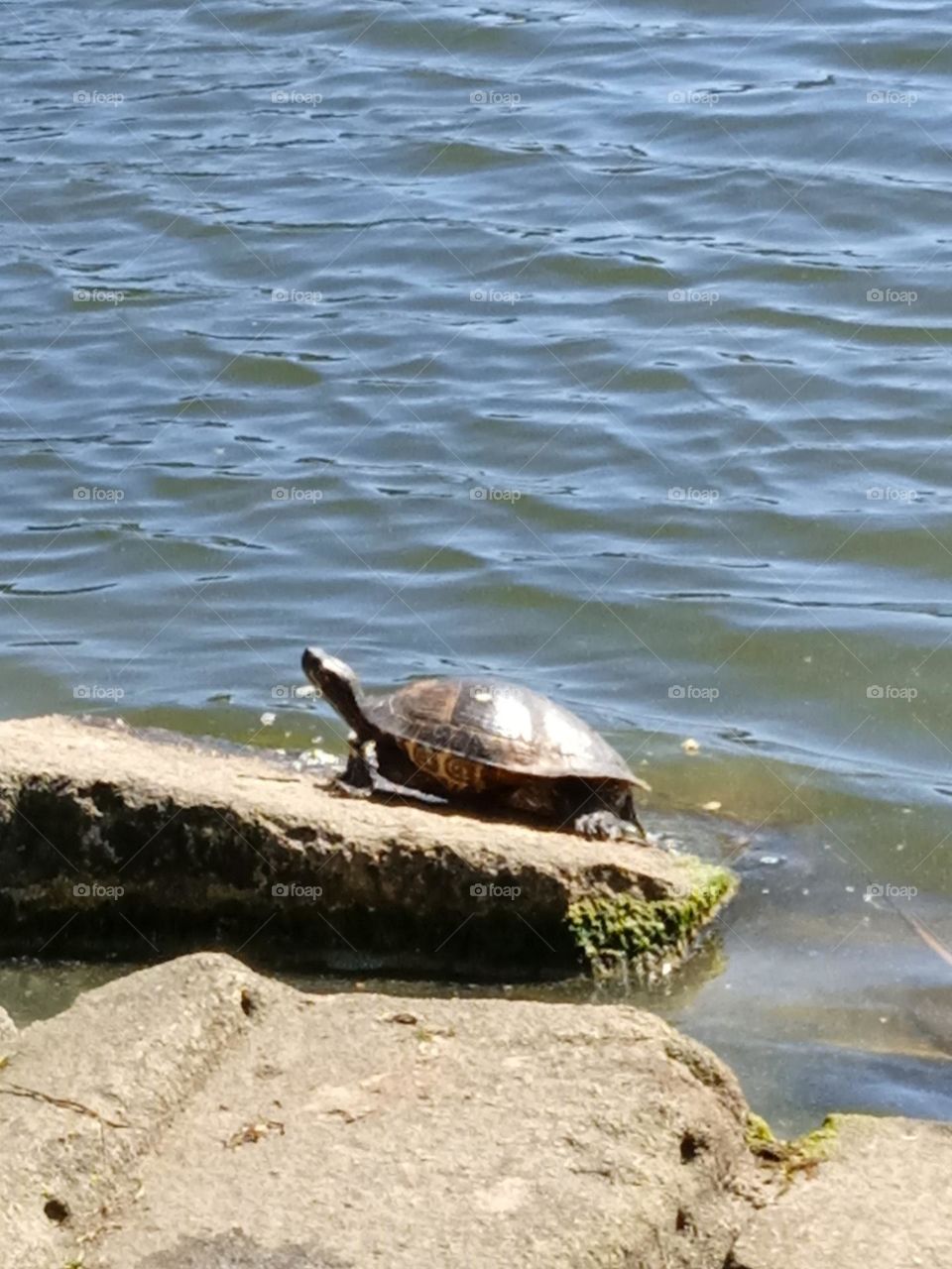 turtle in a lake