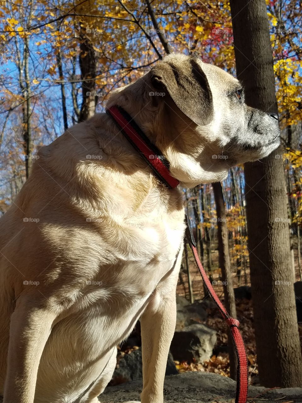 Puggle in the woods