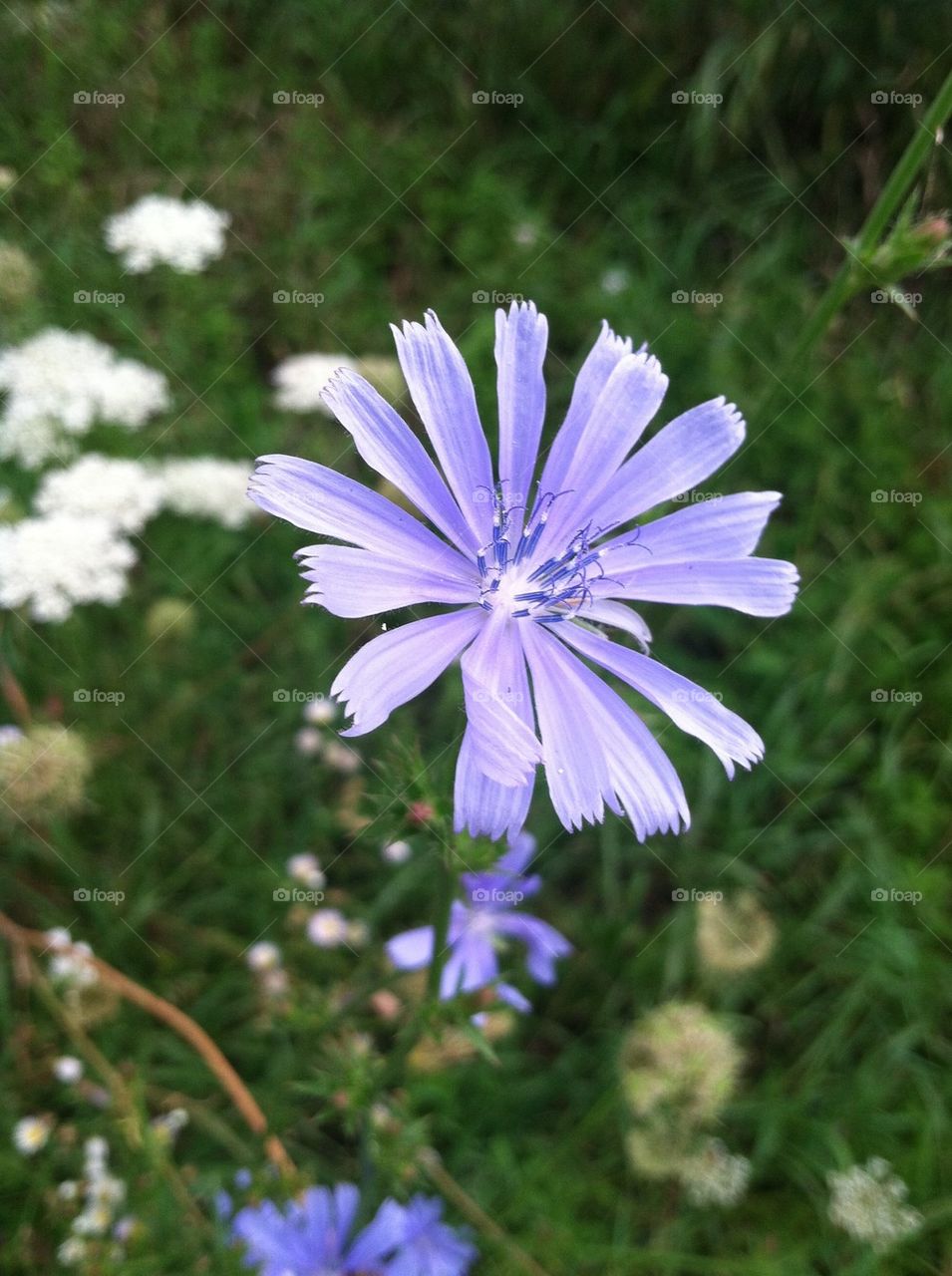 Purple wildflower 