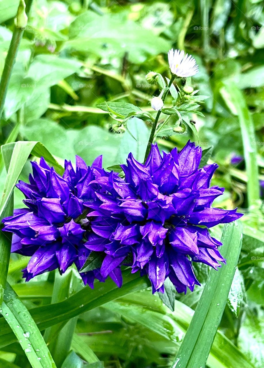 Campanula prefabricated, or Campanula crowded, also known as Bellefleur Pyrenees - a plant from the genus Campanula