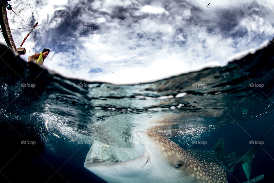 Whale shark sucking in the fish