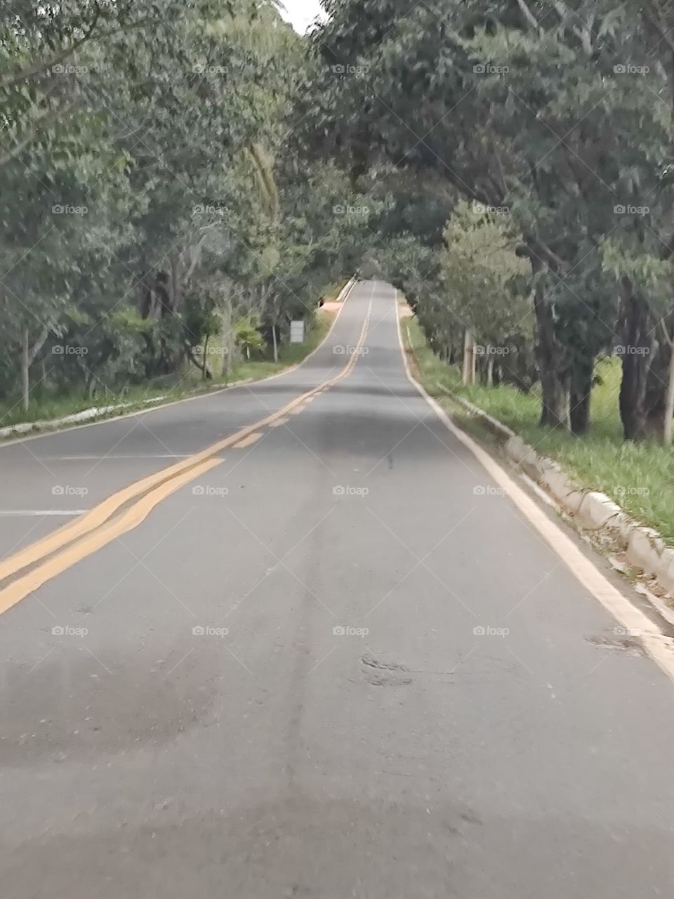 The beauties that the road can show you.  A road surrounded by greenery.  beautiful.  Each tree more beautiful than the other.