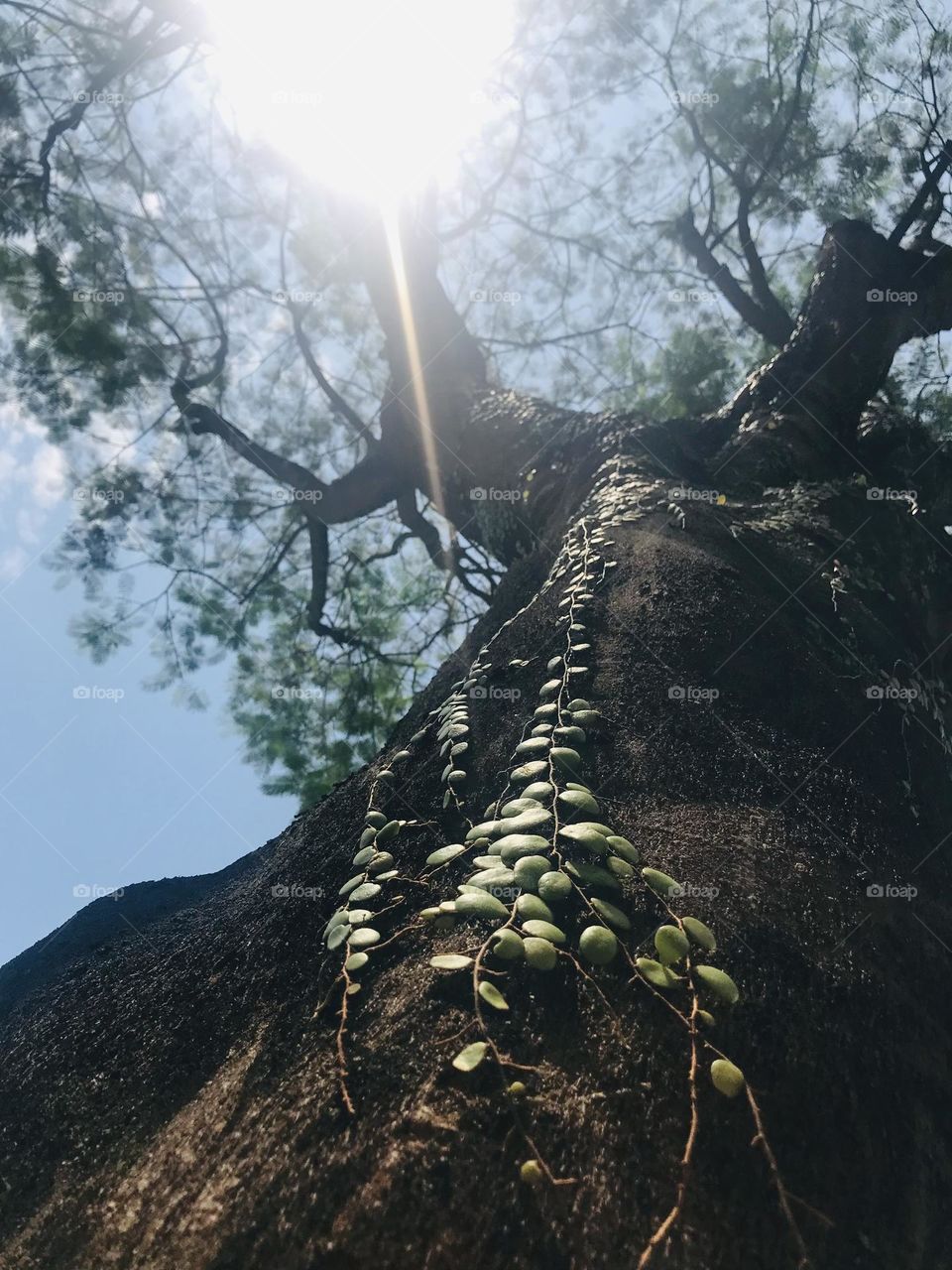 Green leaves climber on big tree looks upside down and with great sunlight 